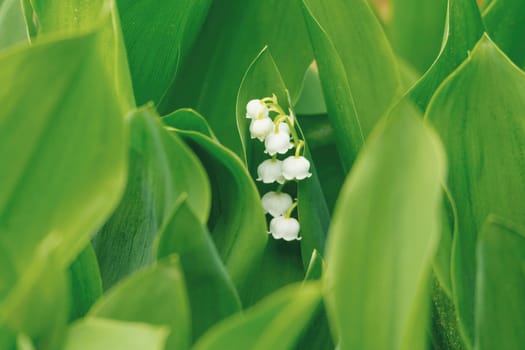 Spring white flower lily of the valley. Blooming flower in spring garden with shallow focus