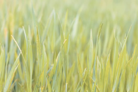 grass on meadow, abstract color tone spring background with shallow focus