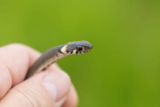 hand catched harmless small snake, grass snake, Natrix natrix, european wildlife, Czech Republic