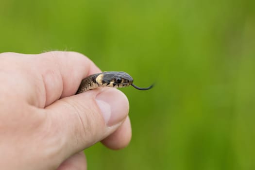 hand catched harmless small snake, grass snake, Natrix natrix, european wildlife, Czech Republic
