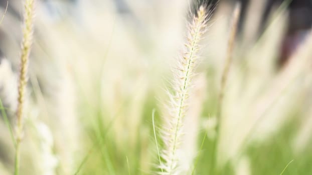 vintage background wild grass flowers, nature beautiful, toning design spring nature, sun plants