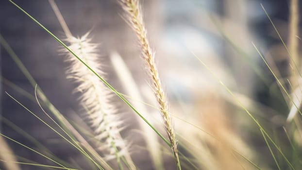 vintage background wild grass flowers, nature beautiful, toning design spring nature, sun plants