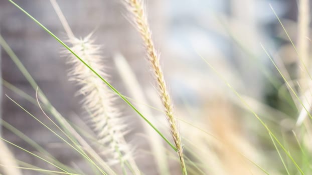 vintage background wild grass flowers, nature beautiful, toning design spring nature, sun plants