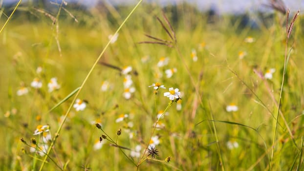 wild grasses close up harvest yellow field background