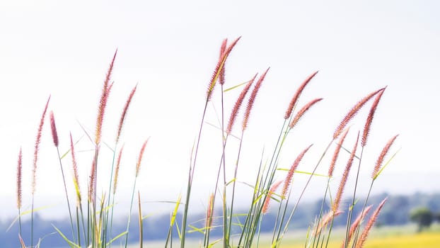 wild grasses close up harvest yellow field background