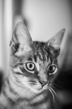 Adorable black and white face of small cat looking away'