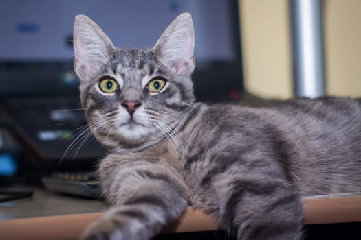 Adorable fluffy cat sitting on a desk with computer behind
