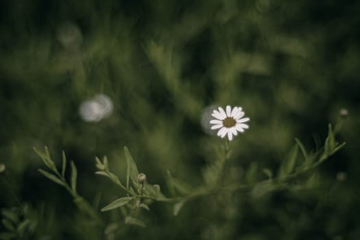 Selective focus of Little white flowers. Background authentic small flowers with barely noticeable green leaves. Floral textured background. Beautiful delicate white flowers.