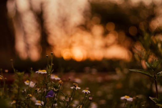 soft focus  Grass flower ,close up  a little wild flowers grass in sunrise and sunset background warm vintage tone photo in sunlight. The blossoming summer garden. Botany. warm sunlight boke
