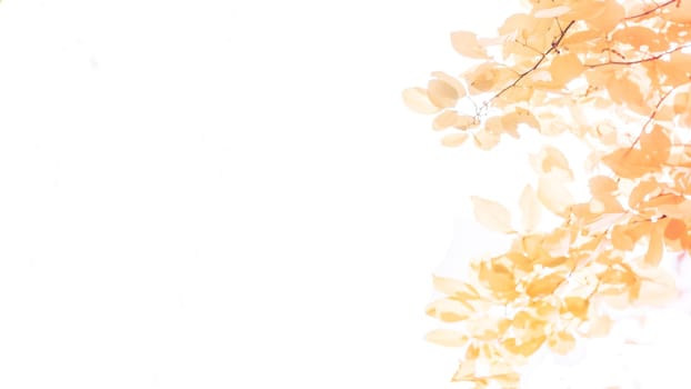 Autumn season banner. Greeting card  foliage of yellow, orange and red color . leaves. Macro. Isolated over white background . Fall. Colored maple leafs with copy space over white background