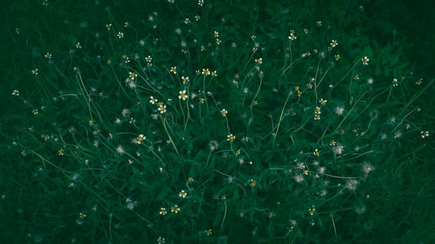 Concept nature and plant. Beautiful fairy yellow flowers with Green leaves background. Green leaves color tone dark in the morning. Tropical Plant in Thailand, environment, good air, fresh. Photo, soft selective focus, blurry background