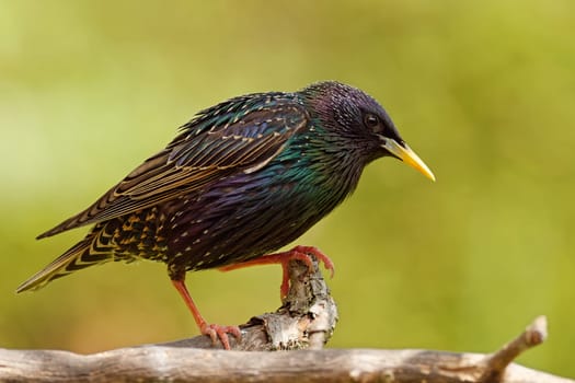 Starling in breeding plumage