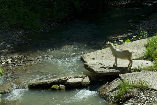 A goat stands by a mountain river on stones. A goat stands by a mountain river on stones.
