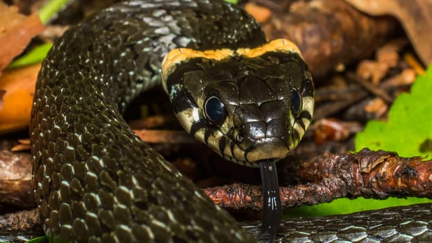 Natrix natrix The non-poisonous snake is ordinary. The non-poisonous snake is ordinary.