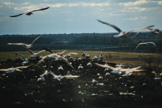 A flock of seagulls in the dump. Birds at the landfill.