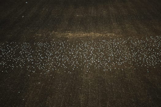 Many seagulls are sitting on the plowed ground. seagulls in the field.