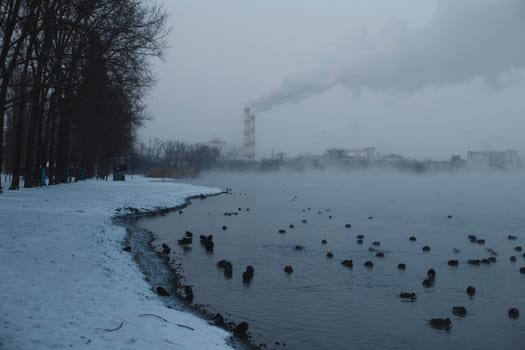 Ducks in winter in the river near the shore. water ducks.