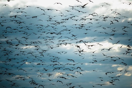 A large flock of seagulls all over the sky.