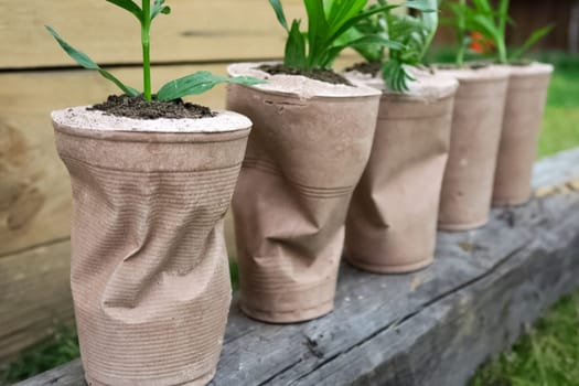 paper pots for flowers. Transplanting house flowers.