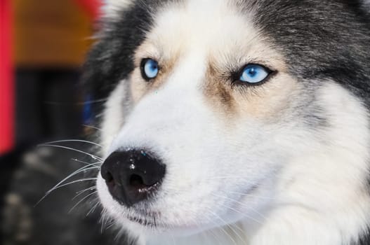 Muzzle dog husky with blue eyes Muzzle dog husky with blue eyes