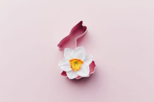 Spring Narcissus, bunny Easter form for baking. Pink background. High quality photo