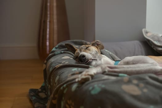 Fast asleep, this white and brindle pet greyhound shows her teeth as she lies in a warm and comfy dog bed. Domestic setting with a home background.