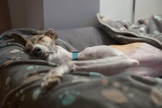 In a deep sleep, a large female pet greyhound stretches out in her dog bed with an unusual face. Eyes closed and teeth shown as she slumbers.