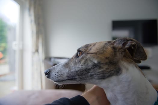 A domesticated pet adopted greyhound looks out into the garden through patio doors whilst her owner pats and calms her. Living room or lounge setting
