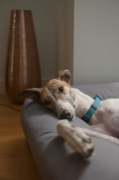 Floppy and tired adopted pet greyhound relaxes on her large dog bed. Eye shines in the lamp light. Orange and teal color theme to this vertical image