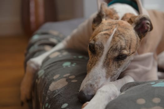 Adopted pet greyhound settles down on soft dog blanket decorated in blue paw prints. Close up portrait of a dogs face lying down with paws in front