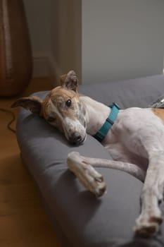 Vertical image of pet greyhound with a turquoise or teal collar. Orange and teal color theme as she relaxes in a modern domestic setting on a dog bed
