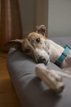 Pet greyhound's big ears flop as she lies on her side in a comfy padded dog bed. Vertical image with a warm indoor color tone, domestic setting.