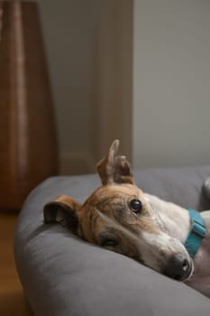 Vertical close up of rescued pet greyhounds face. Adorable yet striking deep brown eye shines in the lamp light from the lounge. Modern background