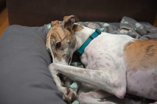 White and brindle pet adopted greyhound adorably curls up in her dog bed. Paw and front leg raised near her face and deep brown eye.