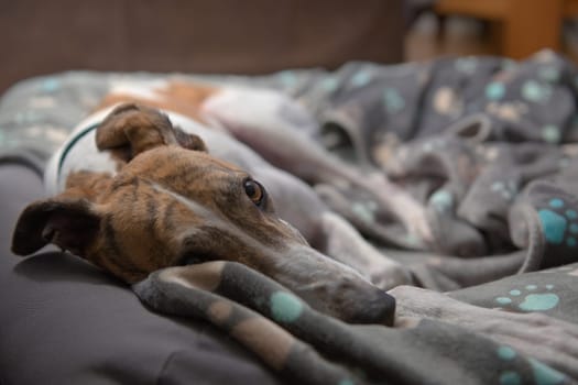Very cute and adorable close up of an adopted rescue greyhound in her bed. Beautiful brown eye and blue paw patterned fleece blanket. Domestic life