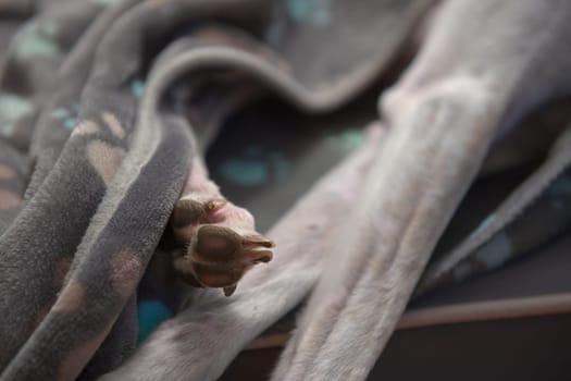 Weathered back paw and front legs of a rescued pet greyhound. Partly covered by a grey and blue soft dog blanket made from fleece. Domestic comfort