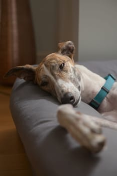 A greyhound pet rescue dog slowly closes her eyes as she drifts off to sleep in a comfy dog bed. Big soft ears flop in a comical way.