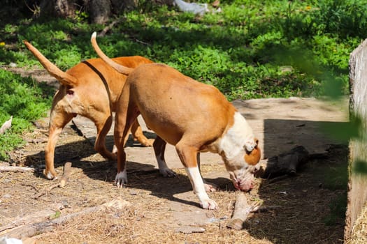 American pit bull playing around in the yard. High quality photo