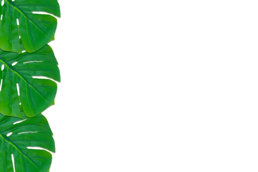 Monstera leaves summer on white background. Copy space concept and top view