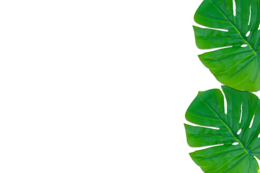 Monstera leaves summer on white background. Copy space concept and top view