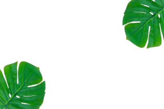 Monstera leaves summer on white background. Copy space concept and top view