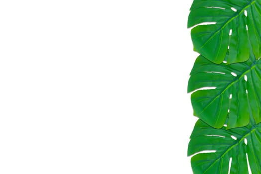 Monstera leaves summer on white background. Copy space concept and top view