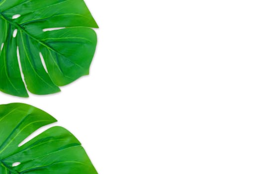 Monstera leaves summer on white background. Copy space concept and top view