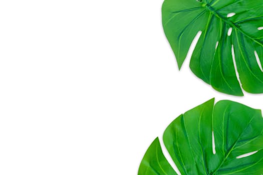 Monstera leaves summer on white background. Copy space concept and top view