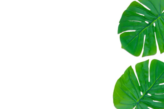 Monstera leaves summer on white background. Copy space concept and top view