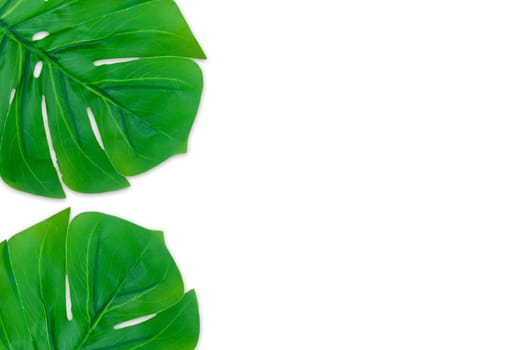 Monstera leaves summer on white background. Copy space concept and top view