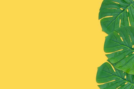 Monstera leaves summer on yellow background. Copy space concept and top view