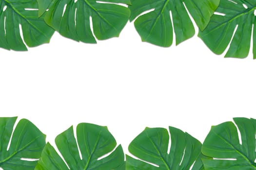 Monstera leaves summer on white background. Copy space concept and top view