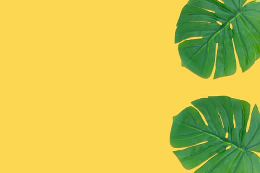 Monstera leaves summer on yellow background. Copy space concept and top view