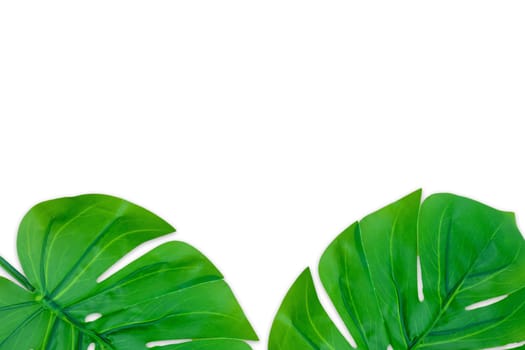 Monstera leaves summer on white background. Copy space concept and top view